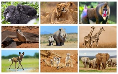 25 Djur I Afrika Som Du Kan Se I Det Vilda