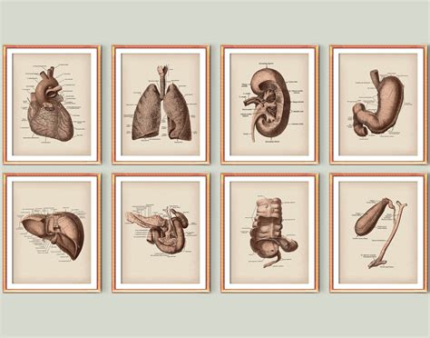 Anatomical Organs Medical Poster Set Human Anatomy Art Print Etsy