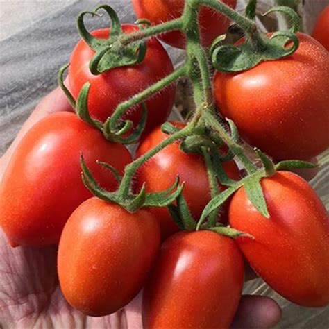 50 Organic Roma Tomato Seeds Tomato Italian Heirloom Roma Etsy