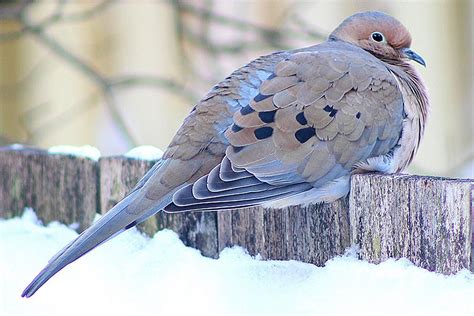 But one thing i can depend on every other month is for my latest issue of watching backyard birds to cheer me up. How to Attract Doves - Backyard Birds