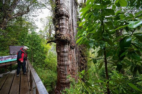 Chiles Great Grandfather Tree May Be Worlds Oldest The Manila Times