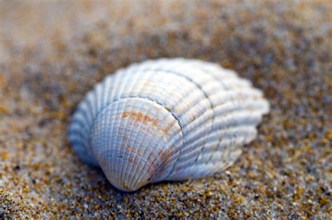 Close Up Macro Photograph Of A Sea Shell Canvas Prints Macro