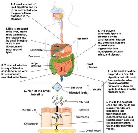 Explain The Process Of Digestion In Humans Related Human Digestive
