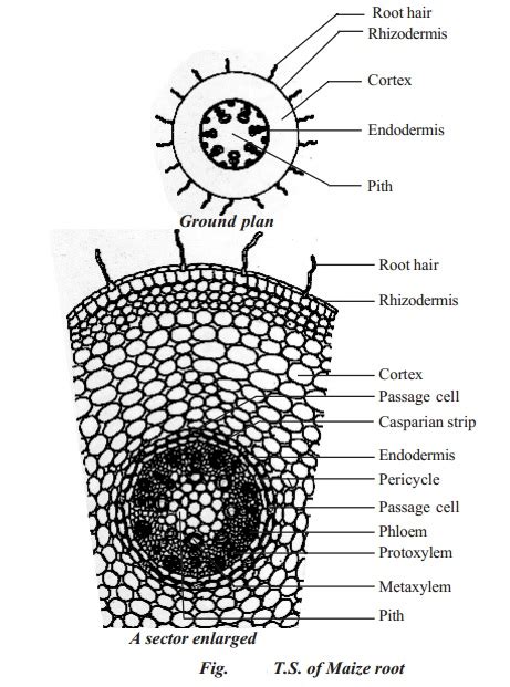 Primary Structure Of Monocotyledonous Root Maize Root
