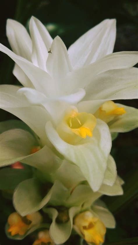 Beautiful Turmeric Flower