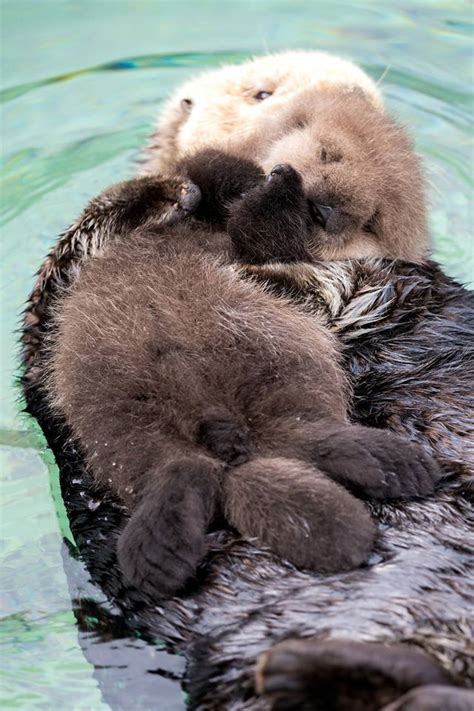 Wild Sea Otter Pup Born Outside The Sea Otter Monterey Bay