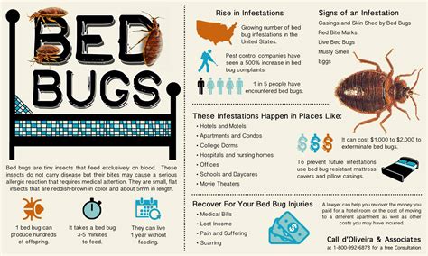 Injury Lawyer Releases New Informational Graphic About Bed Bug