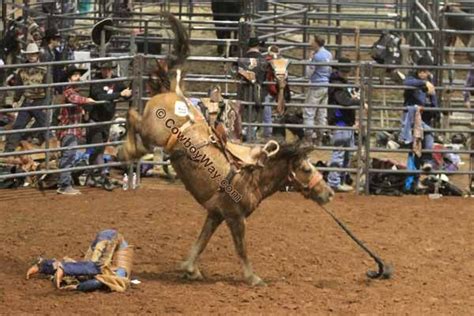 A Bronc Rider Lands With His Head Buried In The Dirt After Getting