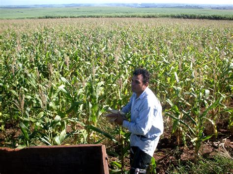 Agricultor — agricultor, ra sustantivo masculino,f. Marco Antonio CAPIVARA 3610: Dia do Agricultor