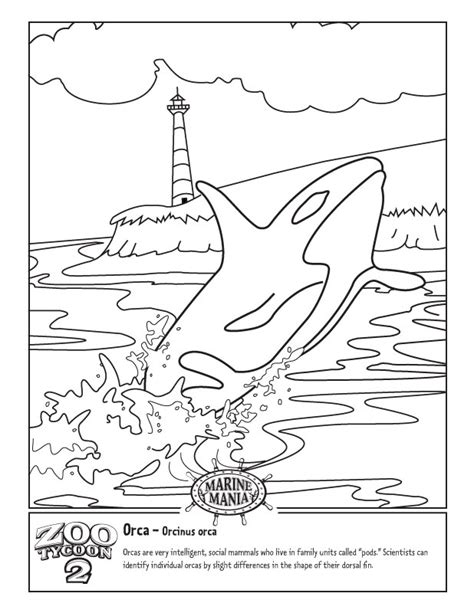 Click the killer whale coloring pages to view printable version or color it online (compatible with ipad and android tablets). Killer whale coloring pages to download and print for free