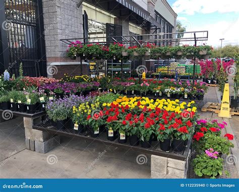 Lowes Annual Flowers For Sale How To Choose Annuals Delivery