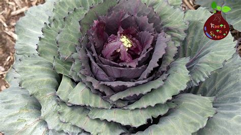 How To Collect Cabbage Seed Complete Guide From Day1 Seed