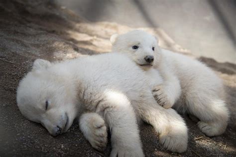 First Photos Of Auroras Precious Polar Bear Twins Are Finally Here