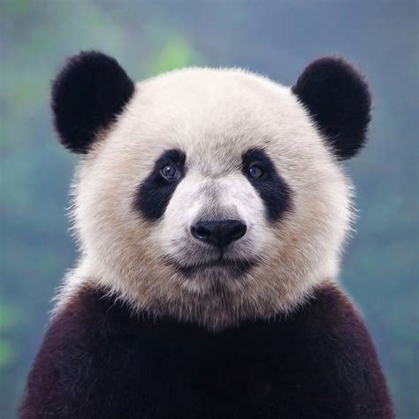 Panda Stock Photos Pictures And Royalty Free Images Istock