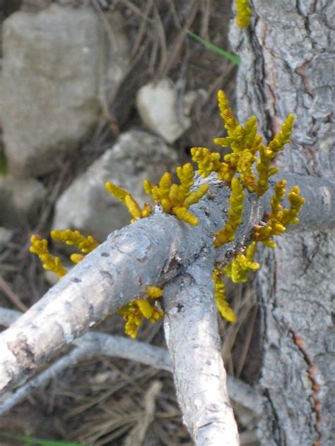 Weird Pine Tree Fungus Flickr Photo Sharing