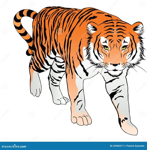 Imagens De Tigres Desenhos MODISEDU