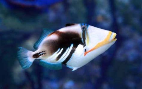 Fakta Ikan Triggerfish Yang Belum Kamu Ketahui