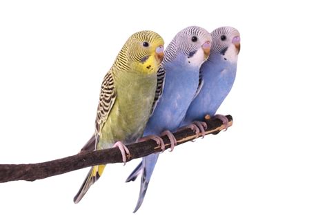 Budgie Parakeet Care Guide Diet Lifespan And More Petsoid