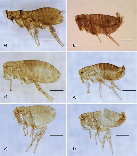 an update on the distribution and nomenclature of fleas order siphonaptera of bats order