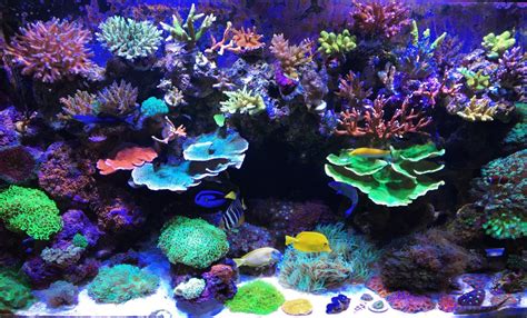 Build Thread My 100g Mixed Reef Tank Reef2reef Saltwater And Reef