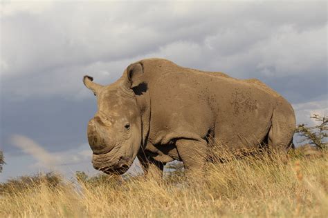 Sudan The Last Male Northern White Rhino Has Died The Life Pile