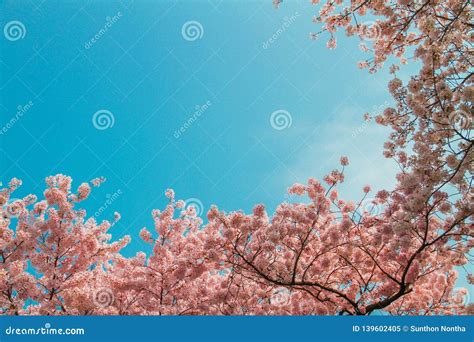 Pink Cherry Blossoms Have A Blue Sky As A Beautiful Background Stock