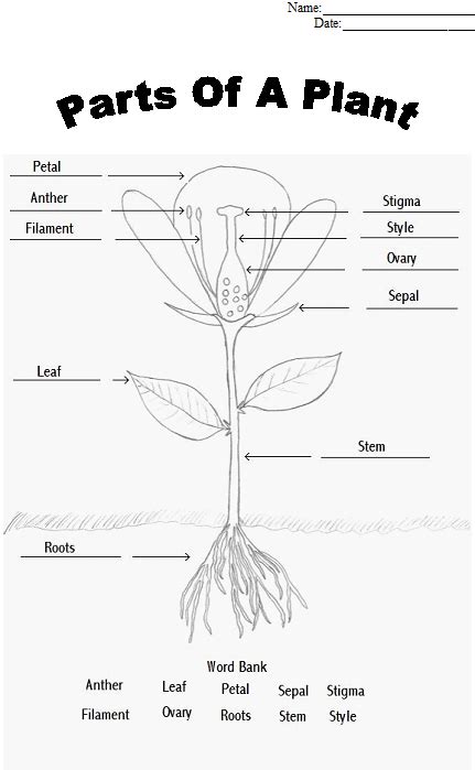 Plant Structure And Function Worksheets
