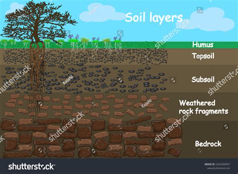 Soil Layers Diagram Layer Soil Soil Stock Vector Royalty Free