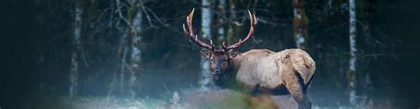 Roosevelt Elk Hunts On Vancouver Island Hunt Wild