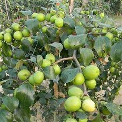 Full Sun Exposure Green Thai Apple Ber Plant For Outdoor At Rs 40