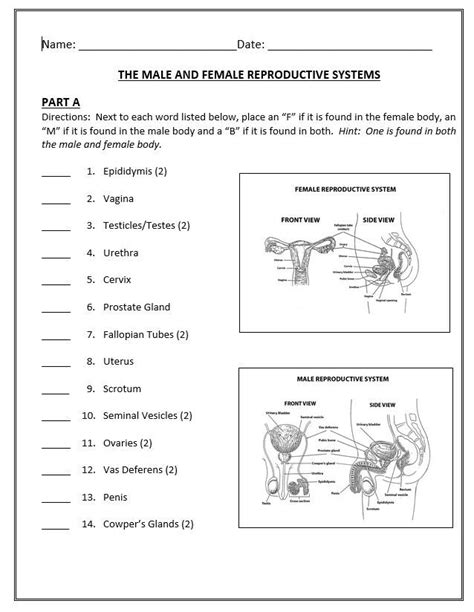 Male Reproductive System Worksheet Pdf Thekidsworksheet