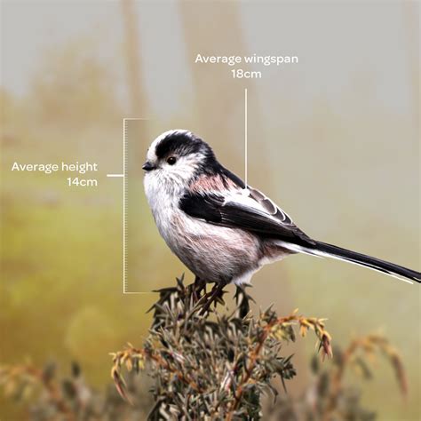 Bird Guide Long Tailed Tit Bird Guides Westland Garden Health