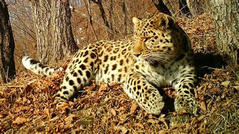 Critically Endangered Amur Leopard Faces New Threat Cornell Chronicle