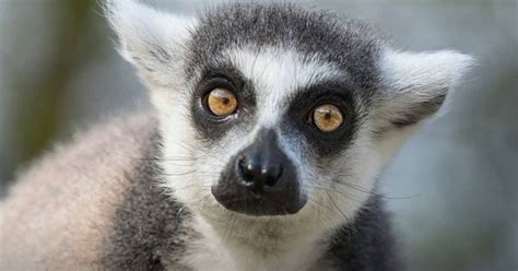 Lemur Extinction Looms Due To Multiple Threats