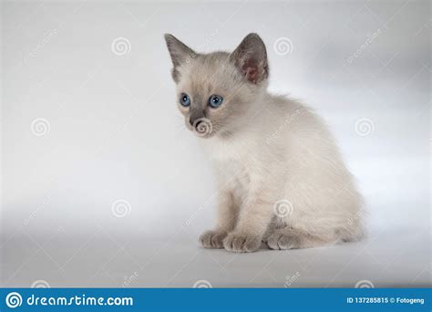 An Siamese Cat On A White Background Stock Image Image Of Baby White