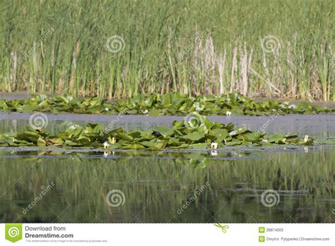 Forest Lake With White Water Lilies And Reeds Stock Image Image Of