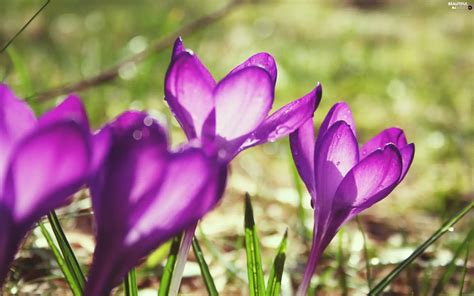 Spring Purple Crocuses Beautiful Views Wallpapers 2560x1600