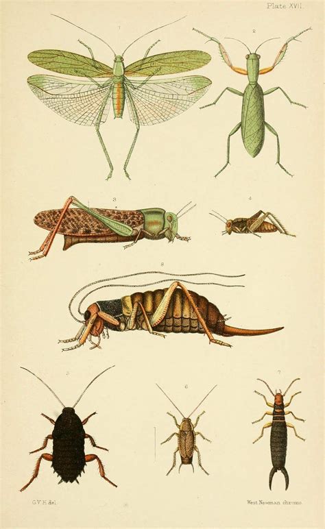 Nature Illustration Botanical Illustration Insect Anatomy Historia