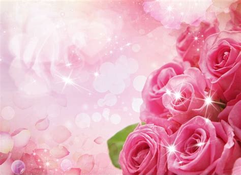 Pink Roses Background Material Pink Rose Background Material Png