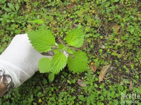 We did not find results for: Come cucinare le ortiche | RicetteDalMondo.it