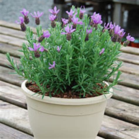 Aug 09, 2018 · how to dry lavender. How To Grow Lavender