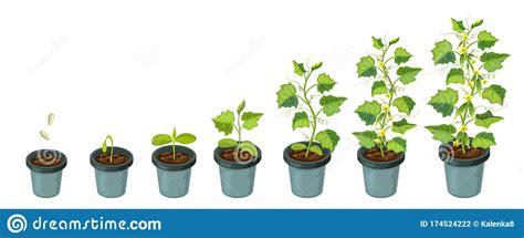 Cucumber Plants In Pot Cucumber Growth Stages From Seed To Flowering