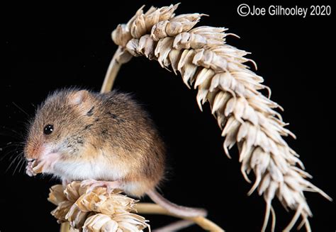 harvest mice joe gilhooley photography