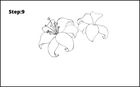 Lily Flower Learn To Draw Flower Drawing Easy Drawings Flowers