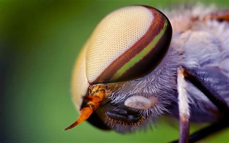 Wallpaper 1920x1200 Px Animals Eyes Fly Insects Macro Nature
