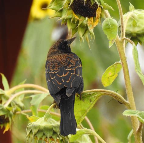 Check spelling or type a new query. Red Winged Blackbird -111616- (8) | Bird photo, Black bird ...