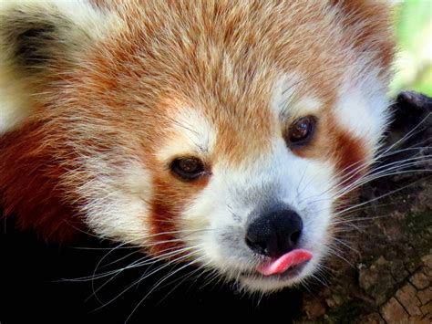 Download Red Panda Cute Tongue Wallpaper