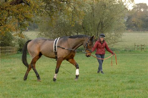 4 Ways To Improve Your Horses Trot On The Lunge Your Horse Magazine