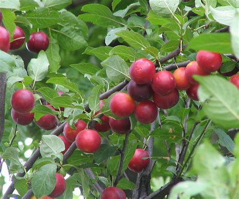Prunus Cerasifera Euforgen European Forest Genetic Resources Programme