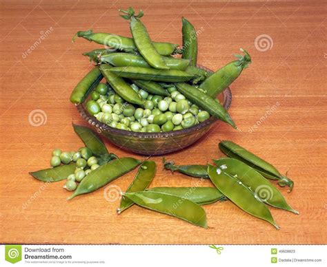 Garden Pea Pisum Sativum Stock Image Image Of Food 49608823